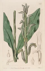 Illustration von Sarcoglottis grandiflora (als syn. Spiranthes grandiflora)